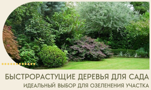 Быстрорастущие деревья для сада идеальный выбор в Керчи