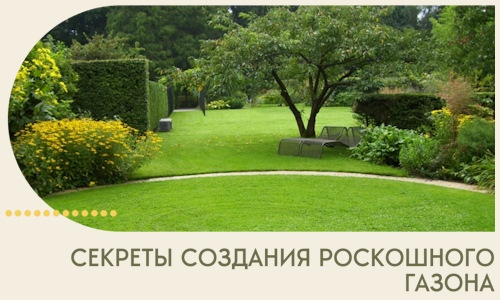 Секреты создания роскошного газона в Керчи